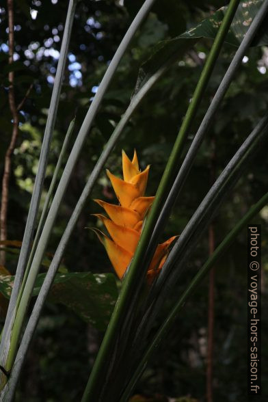 Heliconia caribaea gold. Photo © Alex Medwedeff