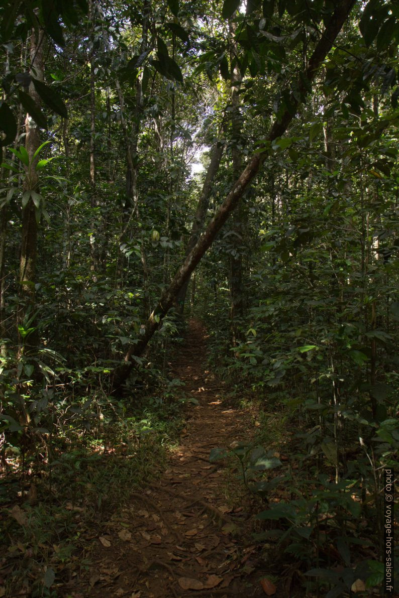 Chemin dans la forêt tropicale. Photo © Alex Medwedeff
