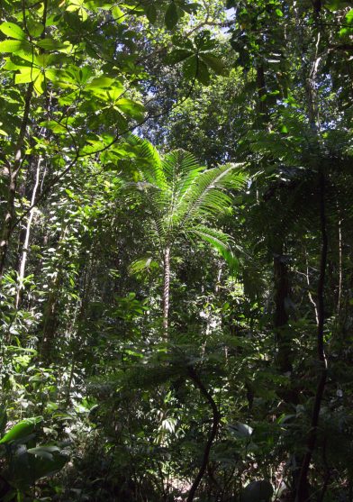 Palmier dans la forêt tropicale. Photo © André M. Winter