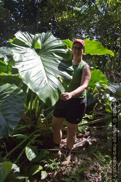 Alex avec une grande feuille de siguine blanche. Photo © André M. Winter