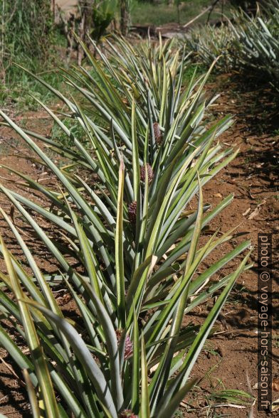 Champ d'ananas. Photo © Alex Medwedeff