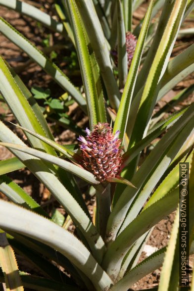 Ananas en fleurs. Photo © Alex Medwedeff