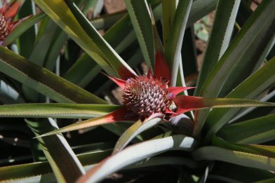 Plante d'ananas en fleurs. Photo © Alex Medwedeff