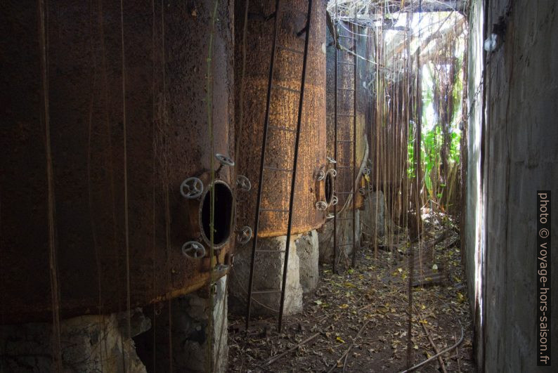 Racines aériennes entre les cuves de stockage de rhum. Photo © André M. Winter