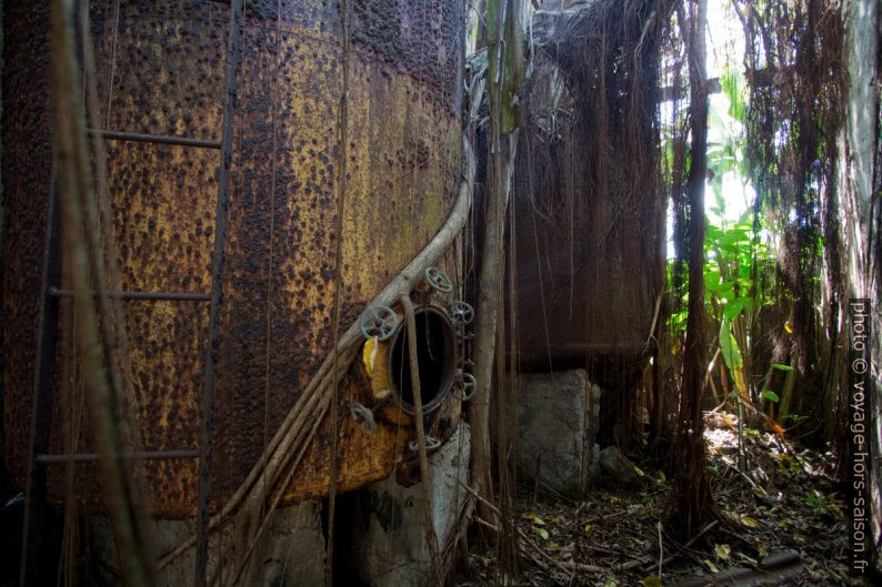 Racines couvrant les cuves de stockage de rhum. Photo © André M. Winter