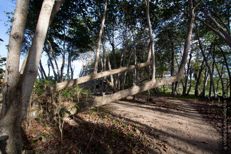 Arbres couchés et branches redressées. Photo © André M. Winter