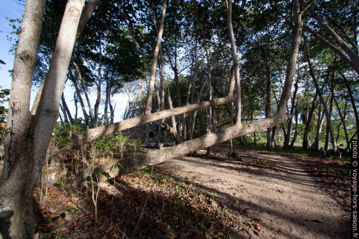 Arbres couchés et branches redressées. Photo © André M. Winter