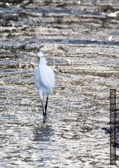 Une aigrette neigeuse marche dans la Rivière de Nogent. Photo © André M. Winter