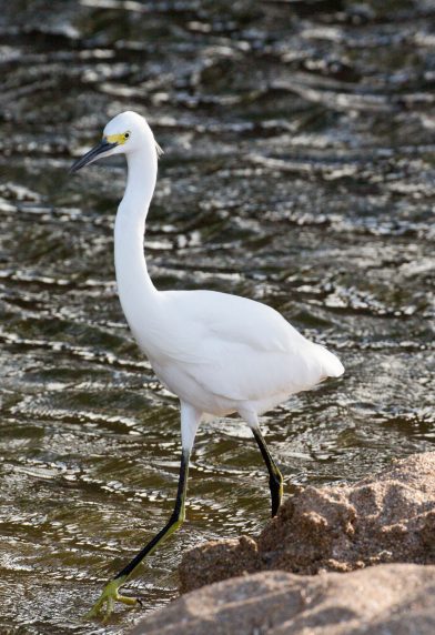 Aigrette neigeuse aux pieds jaunes. Photo © André M. Winter