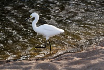 Une aigrette neigeuse marche dans l'eau de la Rivière de Nogent. Photo © André M. Winter