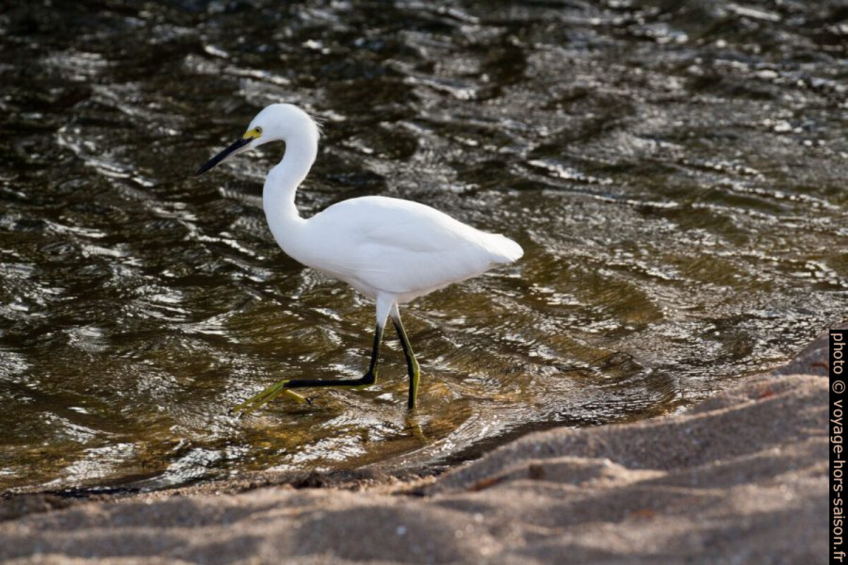Une aigrette neigeuse marche dans l'eau de la Rivière de Nogent. Photo © André M. Winter