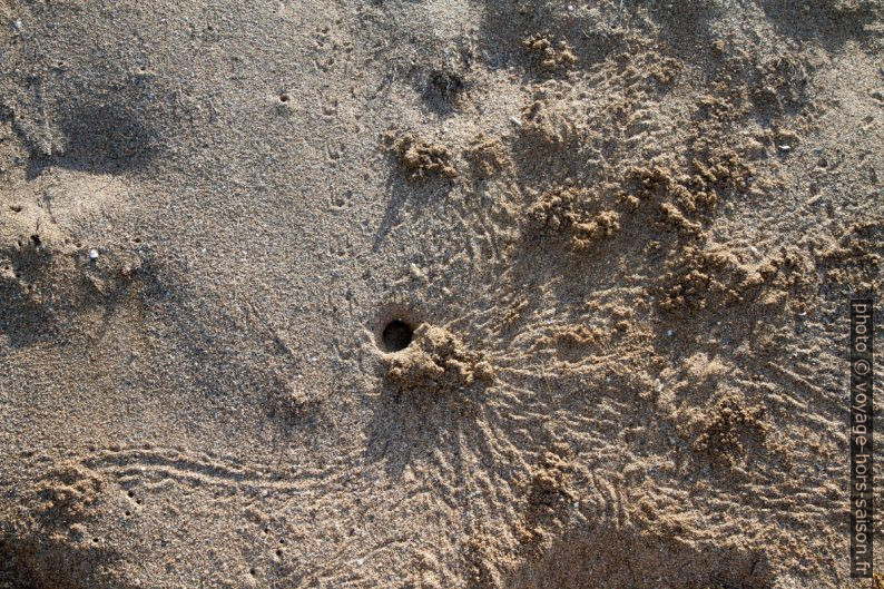 Trou et boules de sable formés par un crabe. Photo © Alex Medwedeff