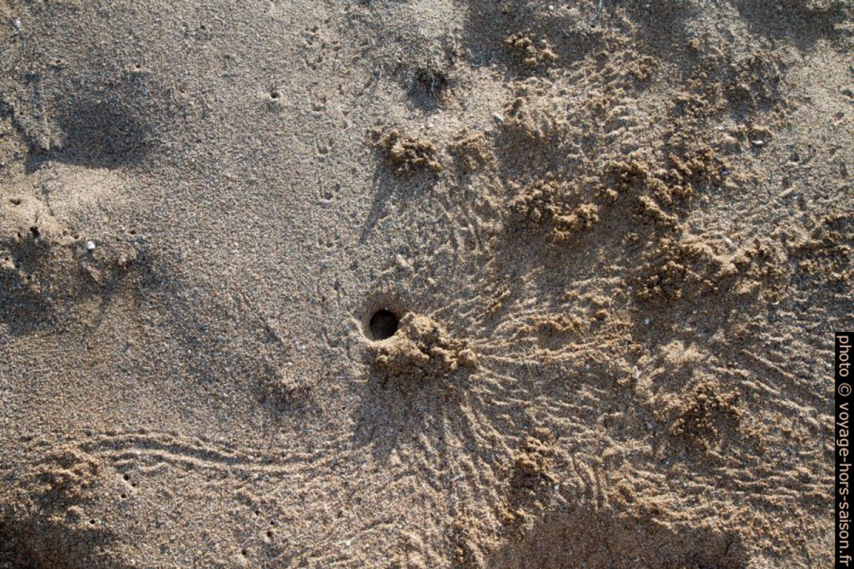 Trou et boules de sable formés par un crabe. Photo © Alex Medwedeff