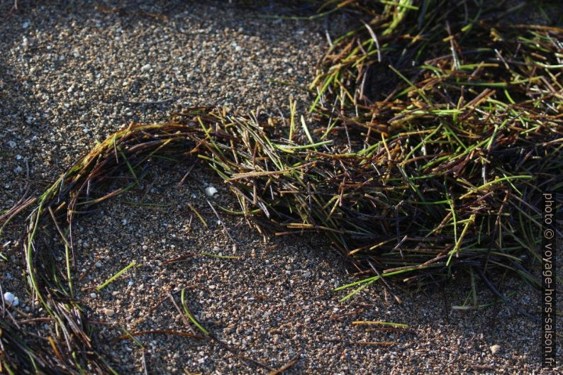 Tiges d'algues sur la plage. Photo © André M. Winter