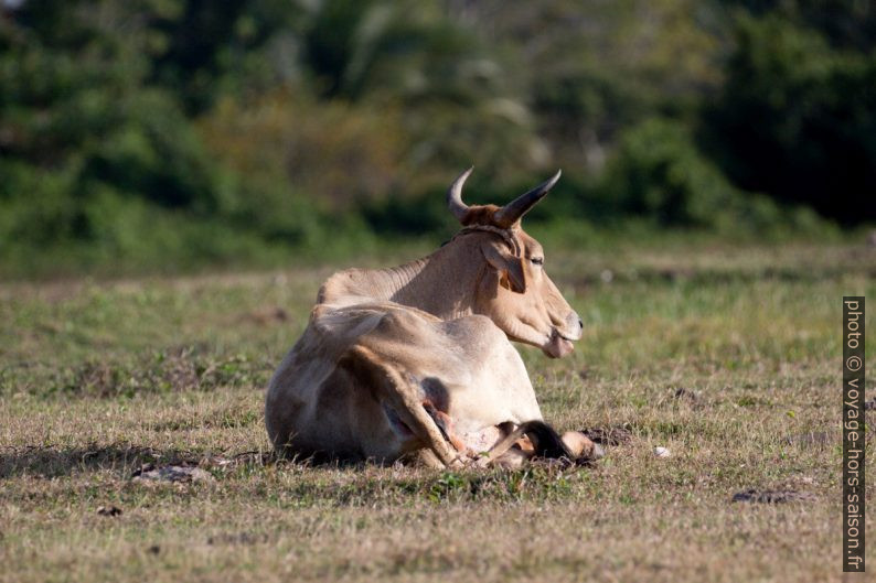 Vache Ndama ou Senepol en Guadeloupe. Photo © André M. Winter