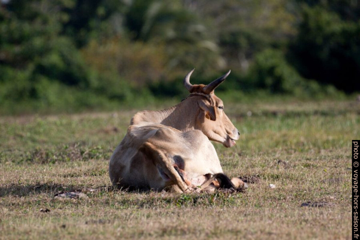Vache Ndama ou Senepol en Guadeloupe. Photo © André M. Winter