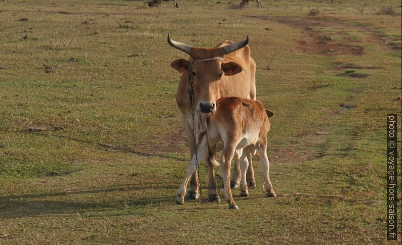 Vache Ndama ou Senepol allaitant un veau. Photo © Alex Medwedeff
