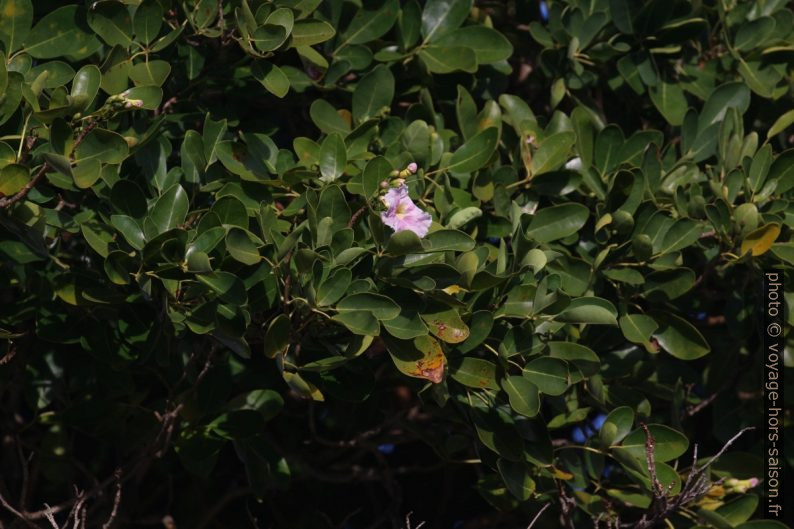 Poirier pays en fleurs. Photo © André M. Winter