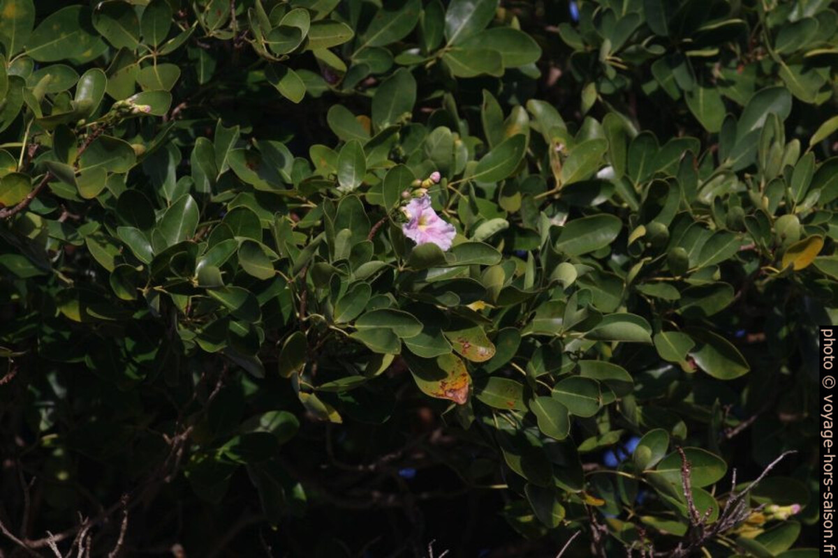 Poirier pays en fleurs. Photo © André M. Winter