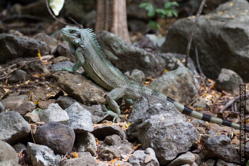 Iguane vert. Photo © André M. Winter