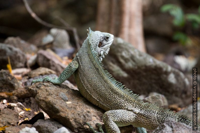 Iguane vert avec la tête tournée. Photo © André M. Winter