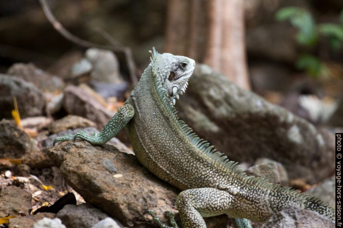 Iguane vert avec la tête tournée. Photo © André M. Winter