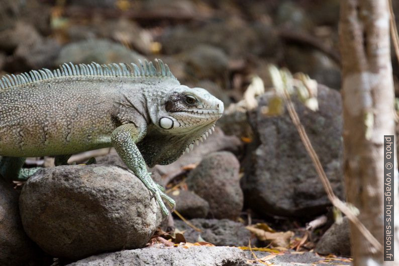 Iguane vert vu de profil. Photo © André M. Winter