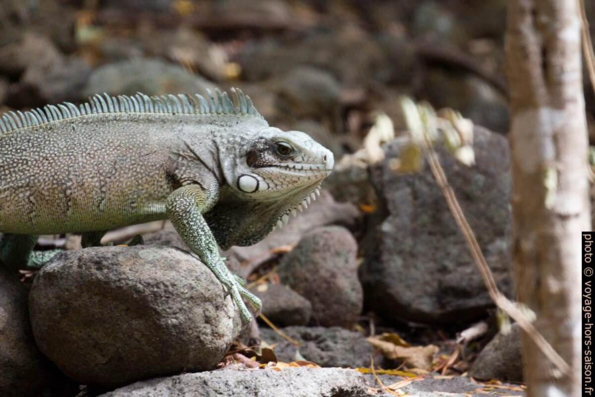 Iguane vert vu de profil. Photo © André M. Winter