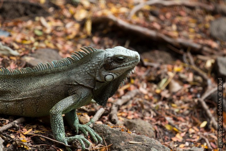 Tête d'un iguane vert. Photo © André M. Winter