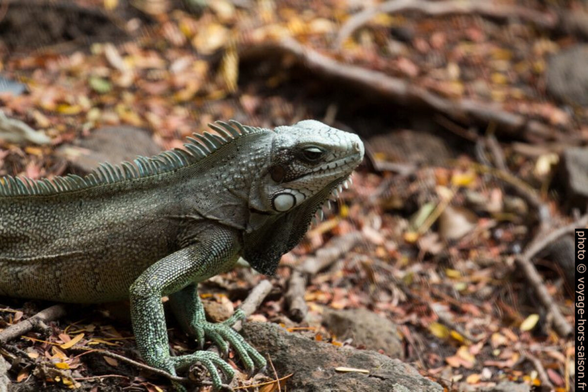 Tête d'un iguane vert. Photo © André M. Winter