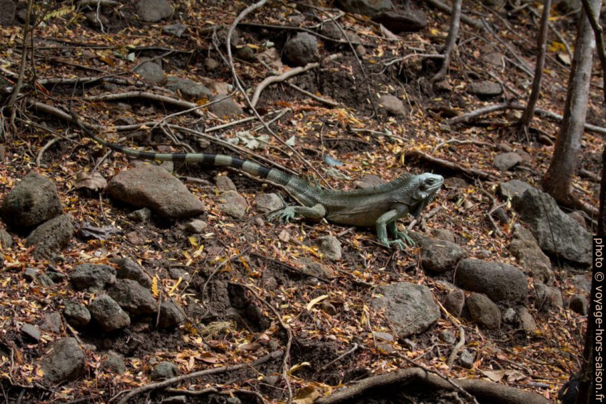 Iguane vert dans la forêt sèche de la Côte sous le Vent. Photo © André M. Winter