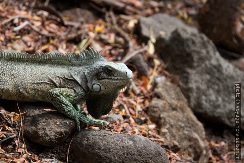 Iguane vert avec le le fanon gulaire bien visible. Photo © André M. Winter