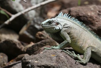 Tête d'un iguane vert. Photo © André M. Winter