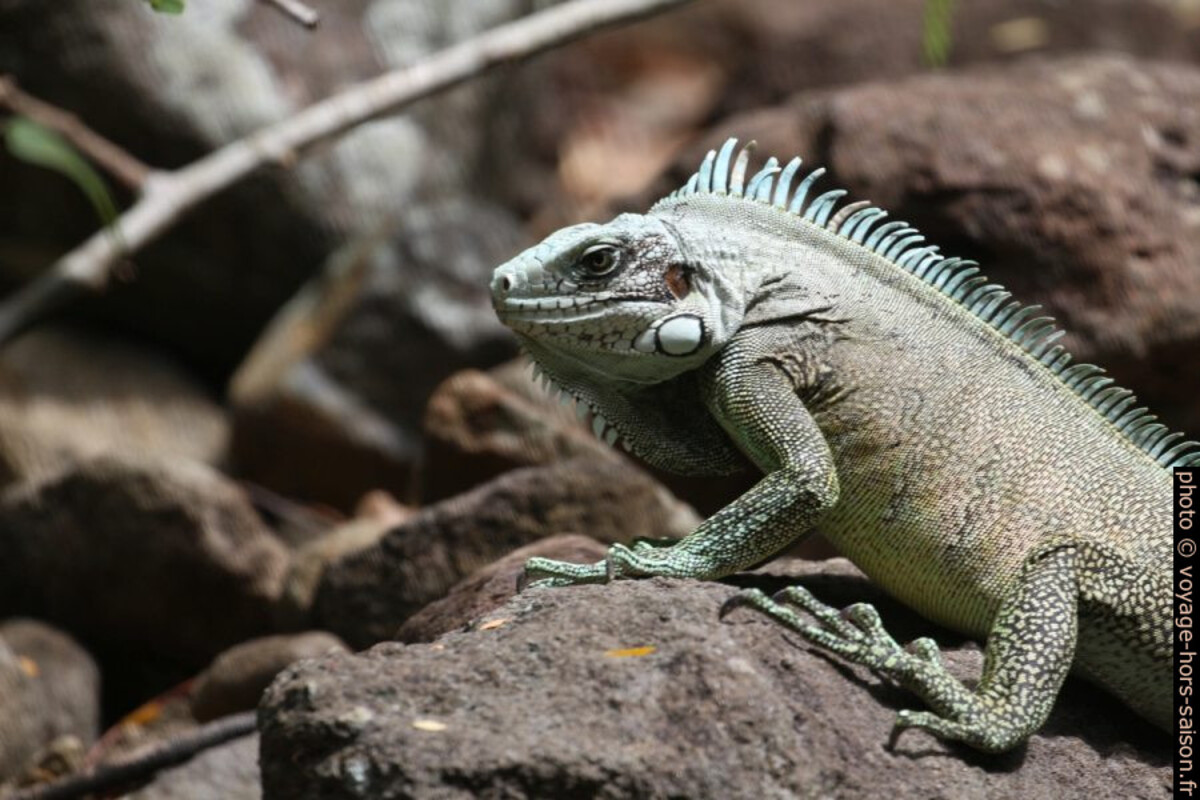Tête d'un iguane vert. Photo © André M. Winter