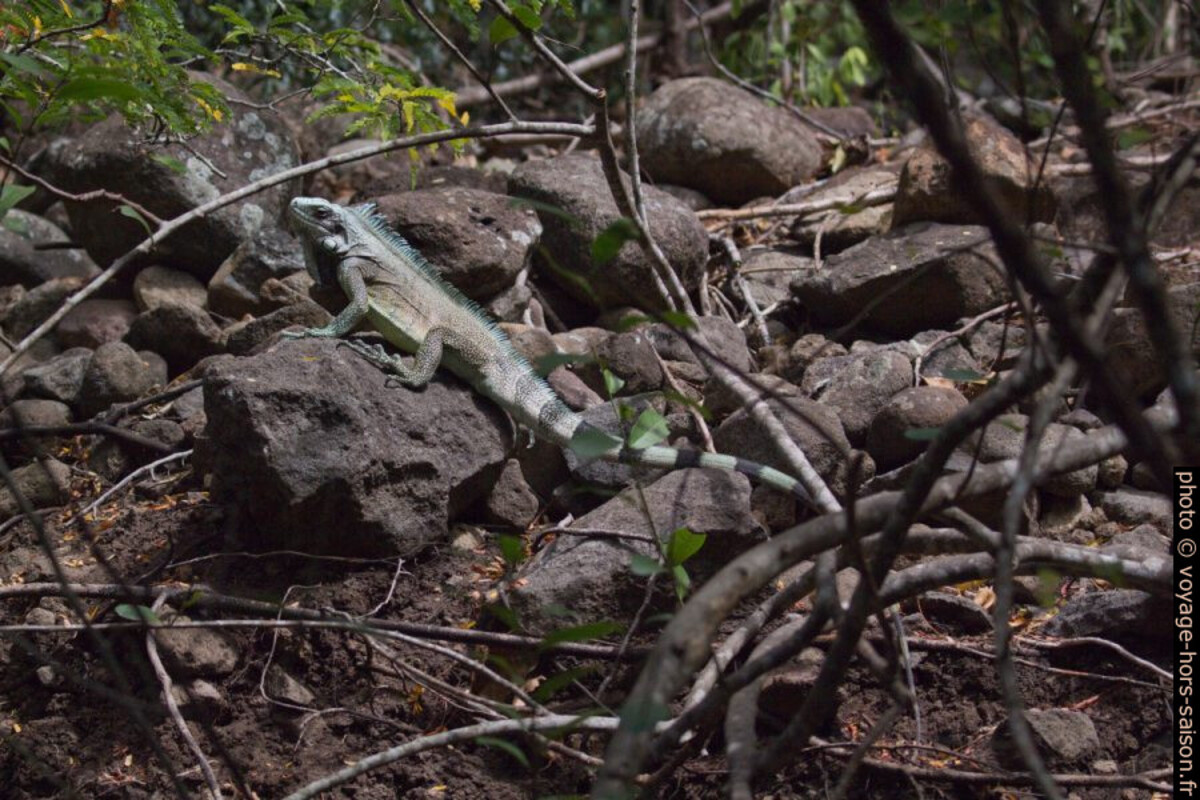 Iguane vert dans la forêt sèche de la Côte sous le Vent. Photo © André M. Winter