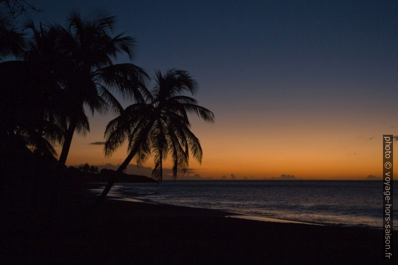 Contours des palmiers à la Plage de la Perle à l'heure bleue. Photo © Alex Medwedeff
