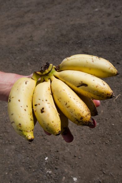 Main de bananes-pomme. Photo © Alex Medwedeff