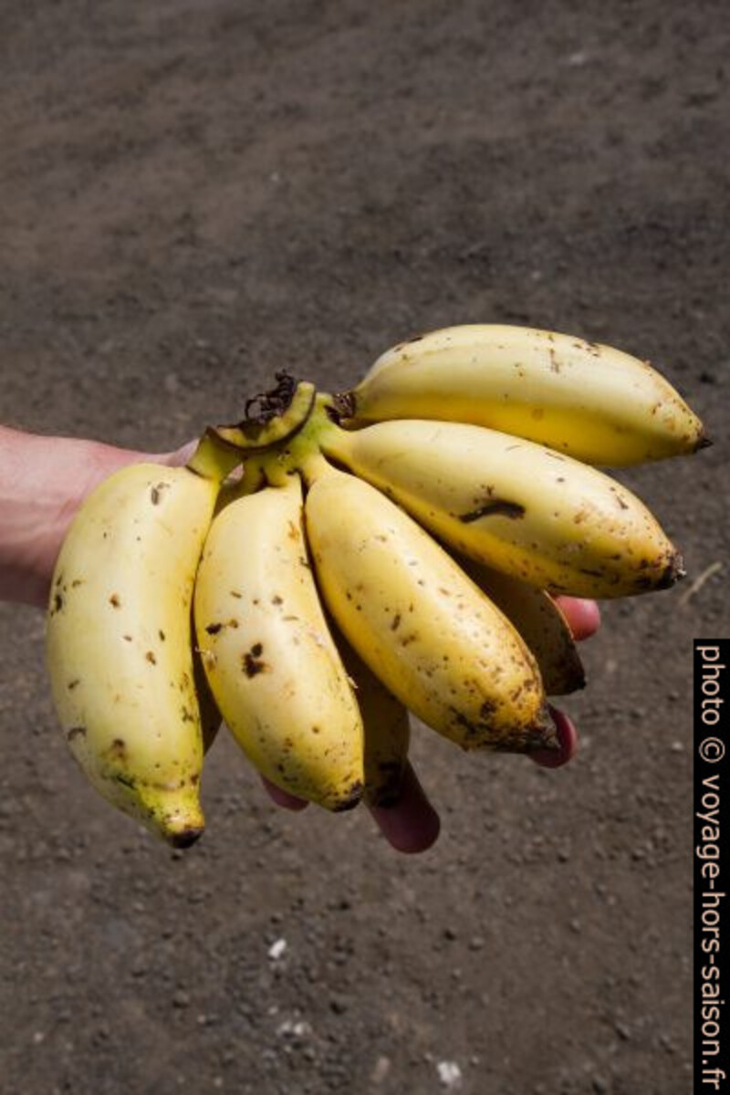 Main de bananes-pomme. Photo © Alex Medwedeff