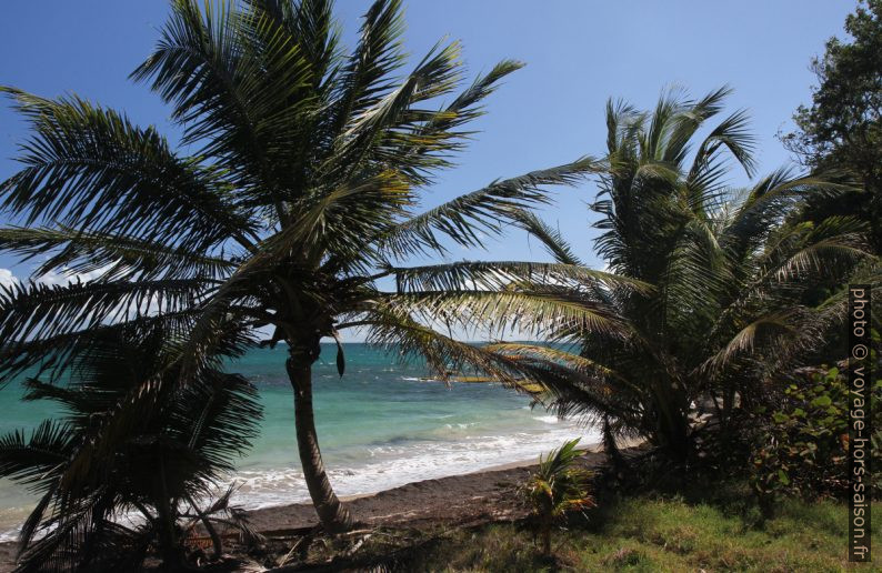 Palmiers au nord de Basse Terre. Photo © Alex Medwedeff