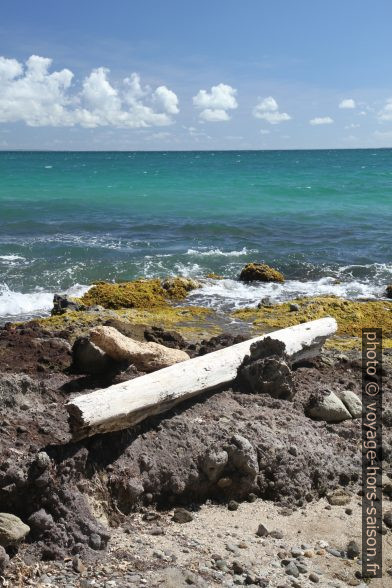 Côte rocheuse et tronc rejeté par la mer. Photo © Alex Medwedeff