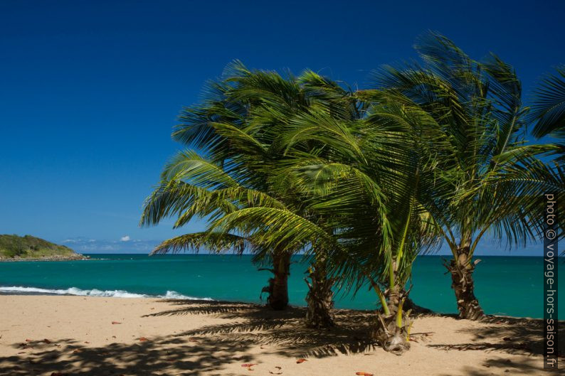 Jeunes palmiers sur la Plage des Amandiers. Photo © Alex Medwedeff