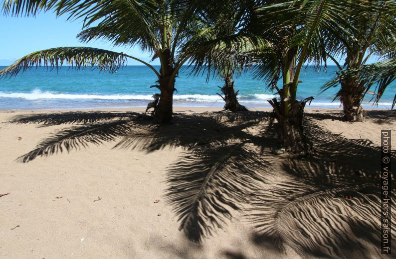 Ombres des palmiers sur le sable de la Plage des Amandiers. Photo © André M. Winter