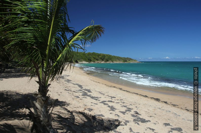 Plage des Amandiers et la Pointe à Latanier. Photo © Alex Medwedeff