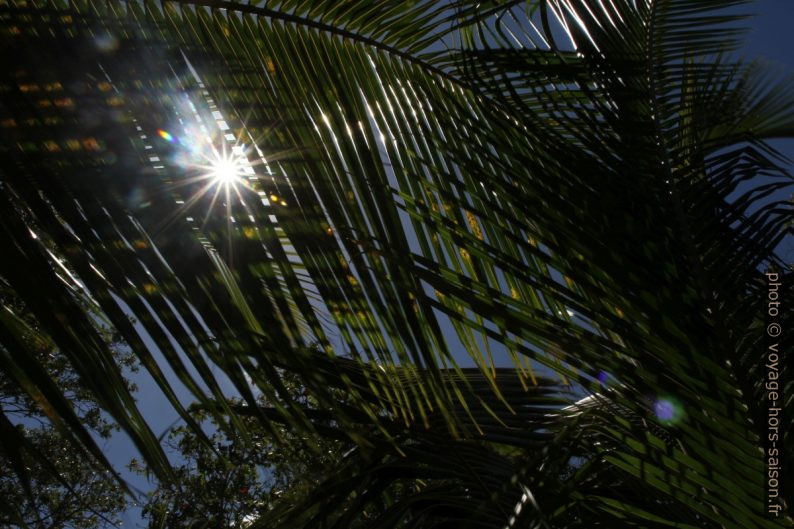 Effet starburst du soleil entre des feuilles de cocotiers. Photo © Alex Medwedeff