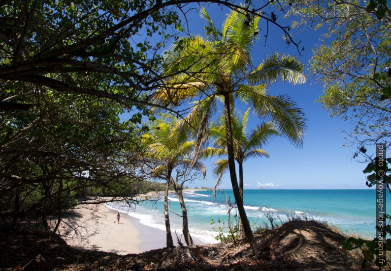 Cocotiers et la Plage de Nogent. Photo © André M. Winter