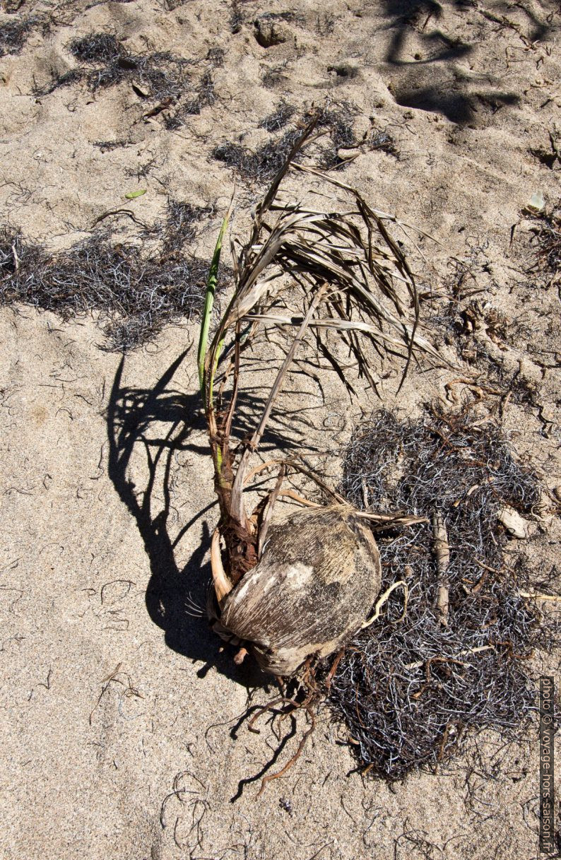 Noix de coco germée mais déracinée. Photo © André M. Winter