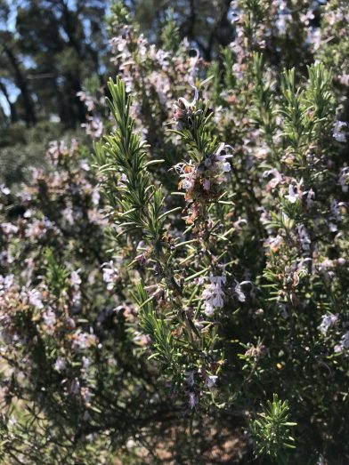 Romarin en fleurs. Photo © Alex Medwedeff