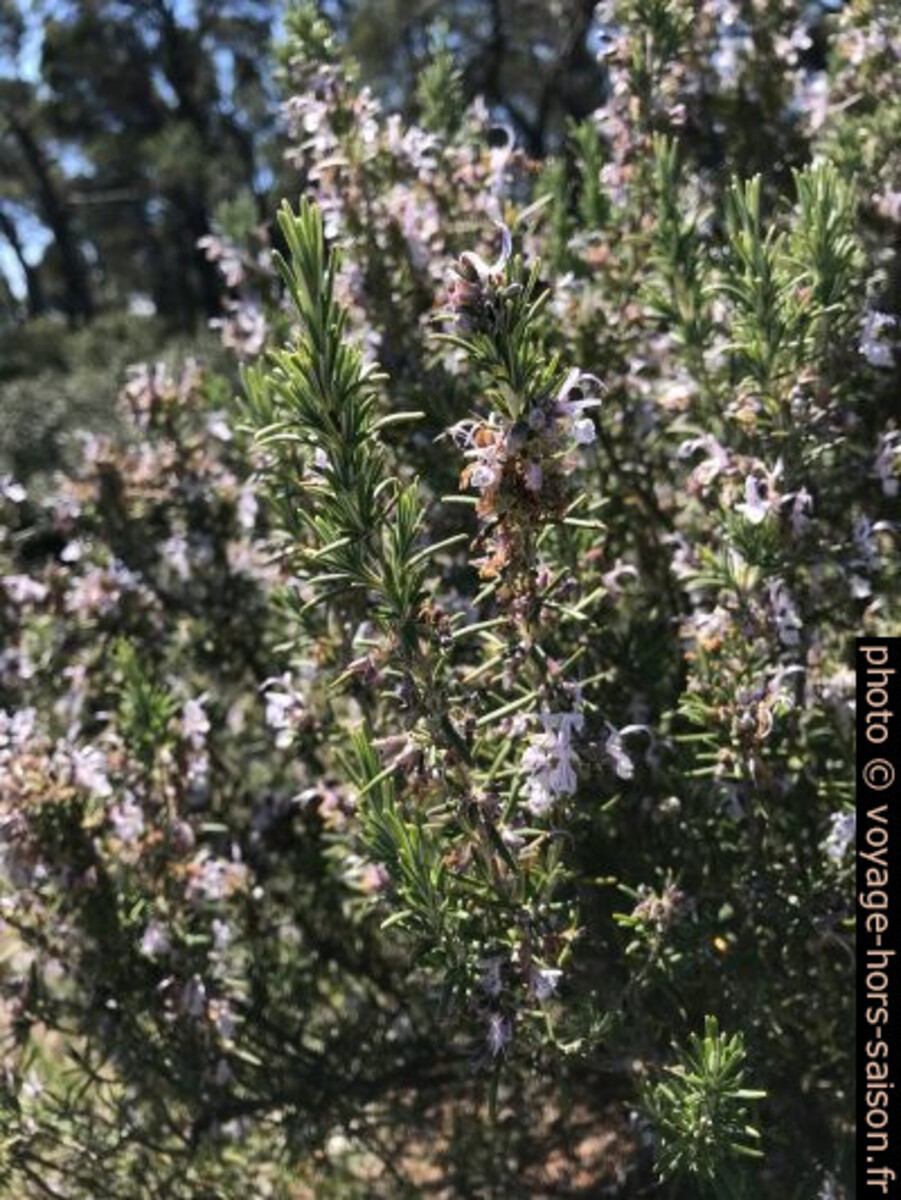 Romarin en fleurs. Photo © Alex Medwedeff