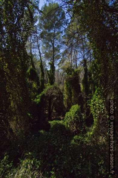 Forêt envahie de salsepareille et de lierre. Photo © André M. Winter