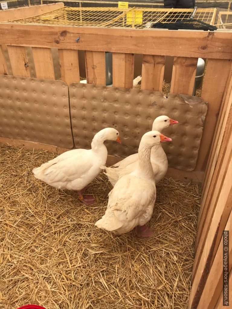 Oies blanches à la Foire de Brignoles. Photo © Alex Medwedeff